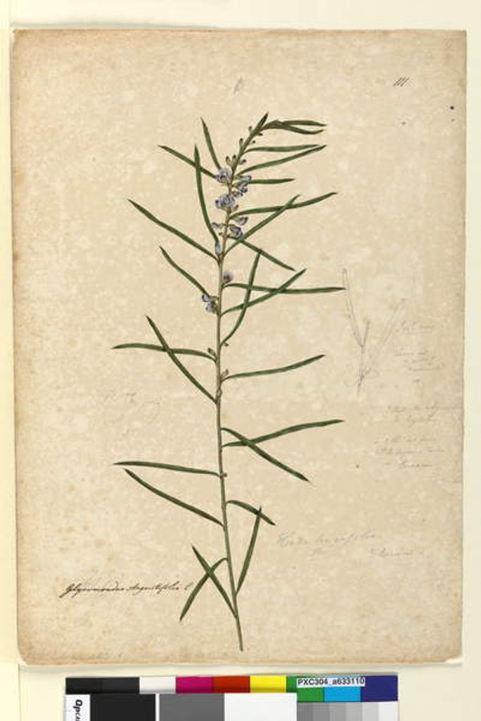 Detail of Page 111. Hovea longifolia, c.1803-06 by John William Lewin