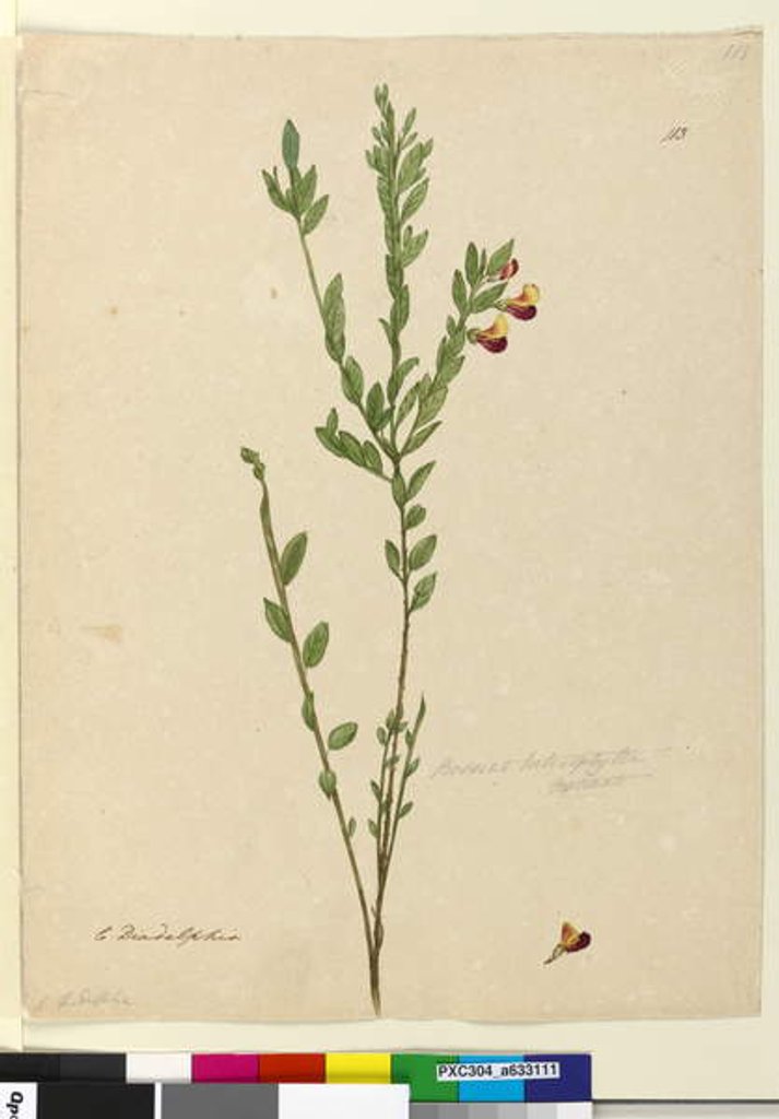 Detail of Page 113. Bossiaea heterophylla, c.1803-06 by John William Lewin