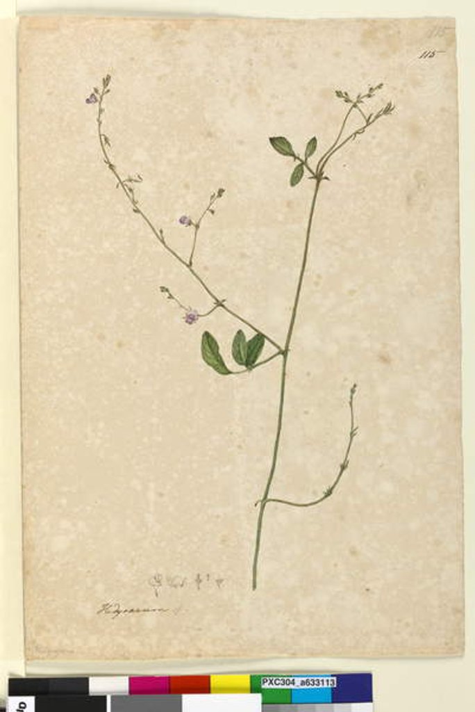 Detail of Page 115. Hedysarum, c.1803-06 by John William Lewin