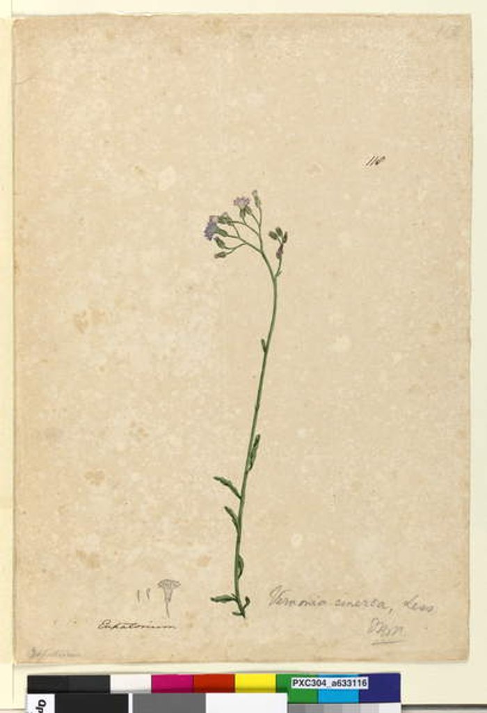 Detail of Page 118. Vernonia cinerea, c.1803-06 by John William Lewin