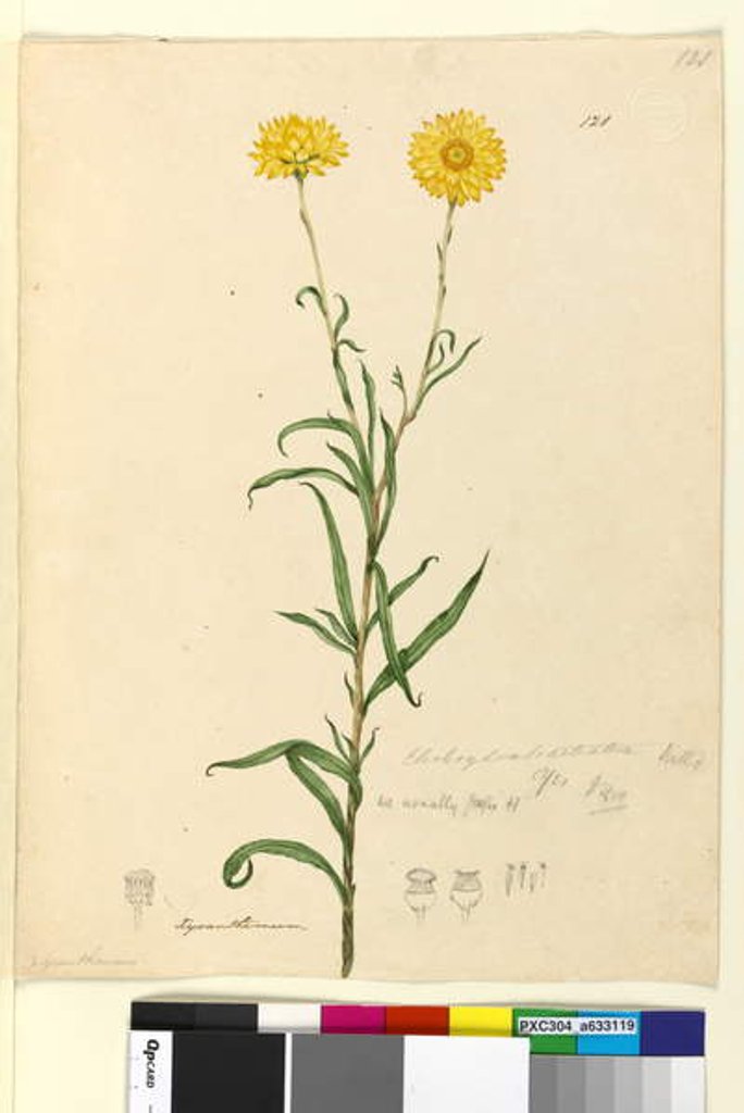 Detail of Page 121. Elichrysum bracteatum, c.1803-06 by John William Lewin