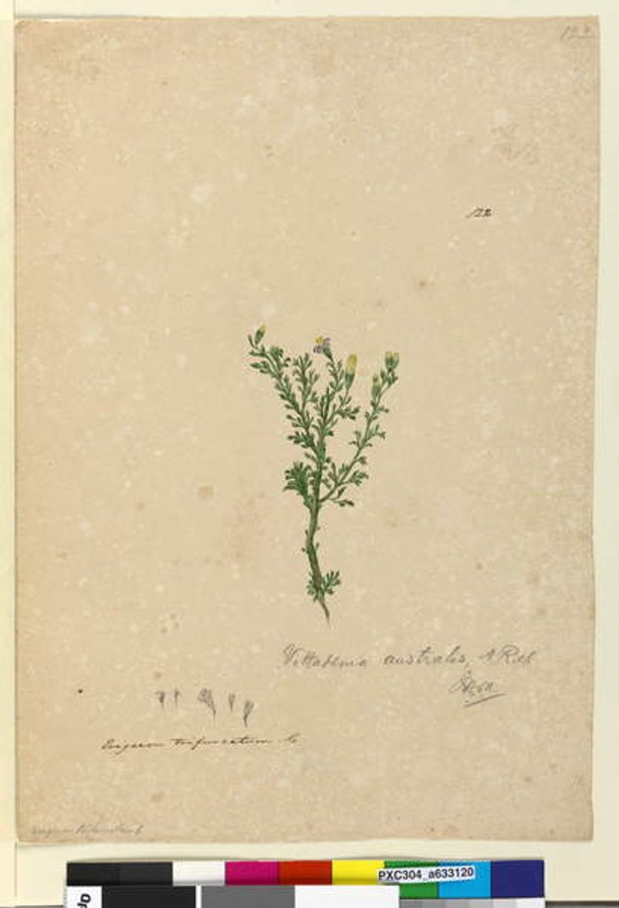 Detail of Page 122. Vittadinia australis, c.1803-06 by John William Lewin