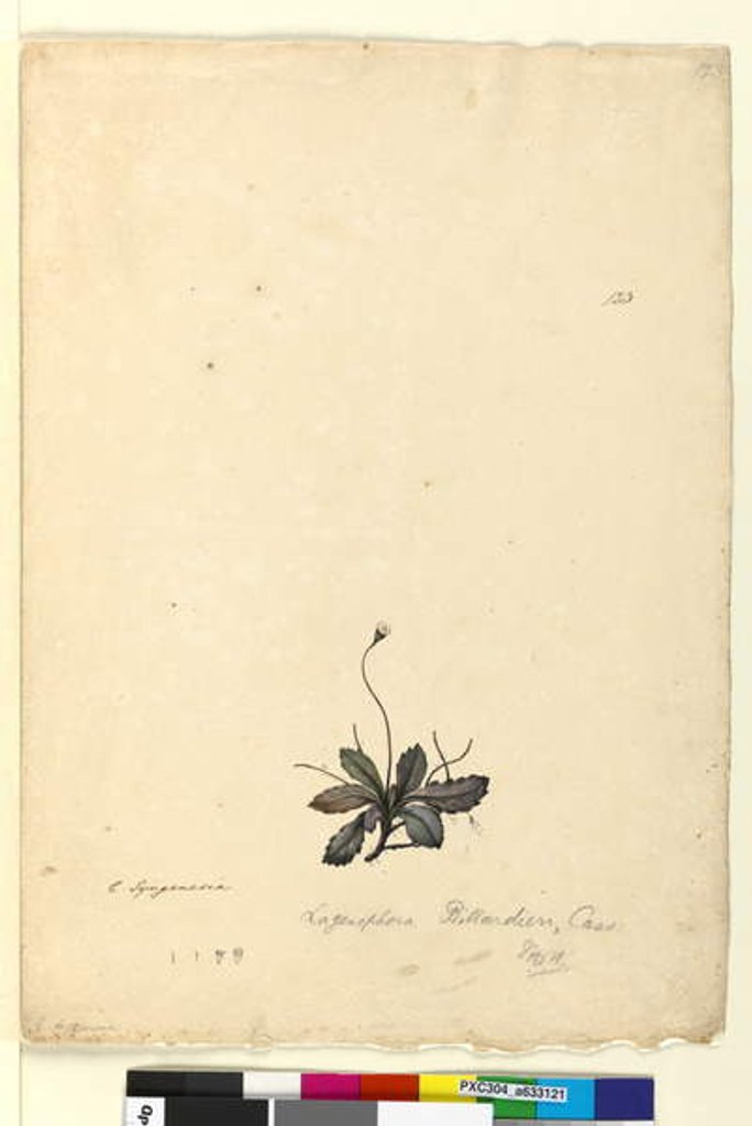 Detail of Page 123. Lagenophora billardieri/Lagenophora gracilis, c.1803-06 by John William Lewin