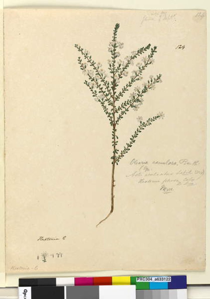 Detail of Page 124. Olearia ramulosa, c.1803-06 by John William Lewin