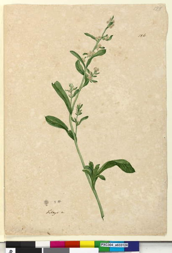 Detail of Page 126. Filago, c.1803-06 by John William Lewin