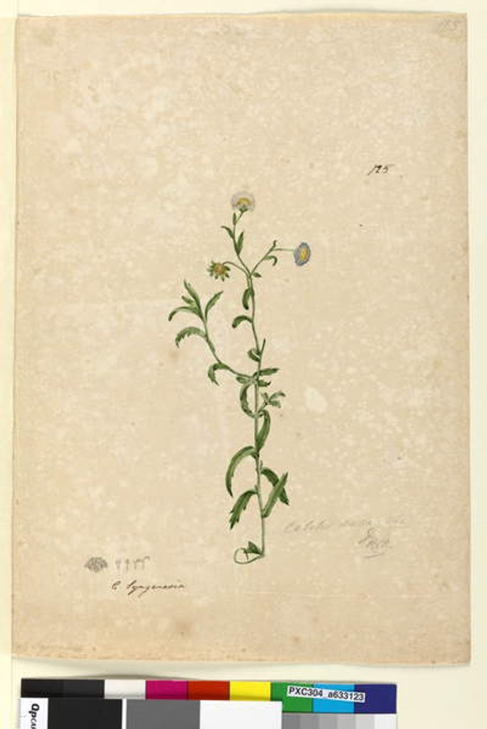 Detail of Page 125. Calotis dentex, c.1803-06 by John William Lewin