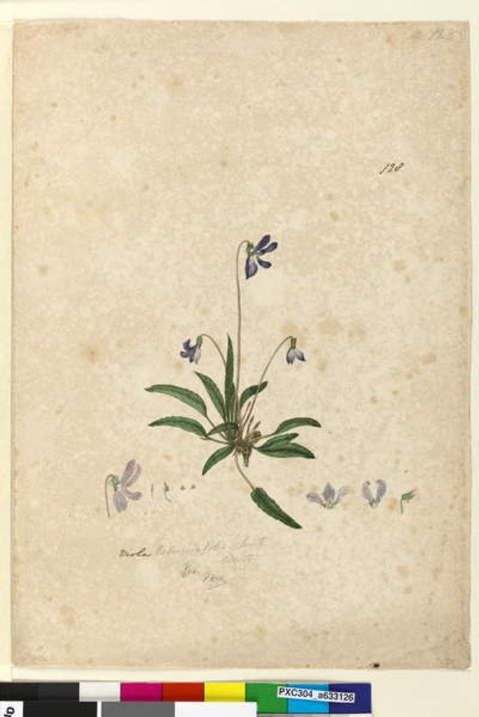 Detail of Page 128. Viola betonicifolia, c.1803-06 by John William Lewin