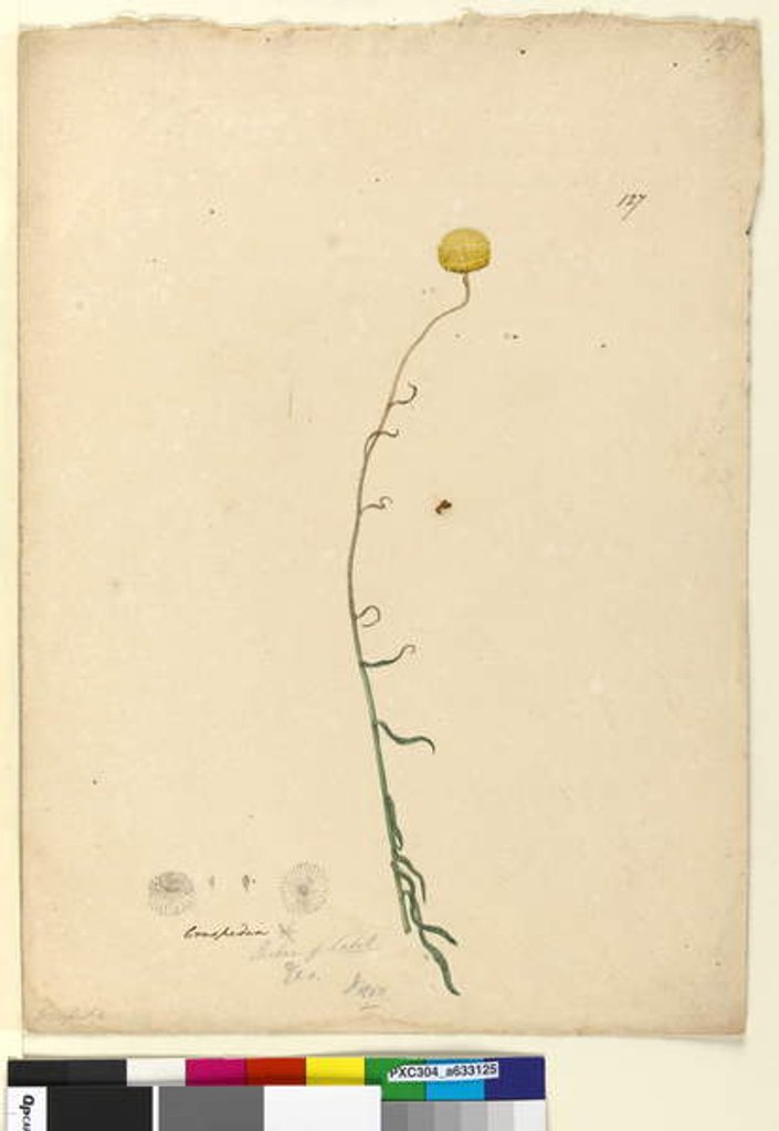 Detail of Page 127. Craspedia, c.1803-06 by John William Lewin