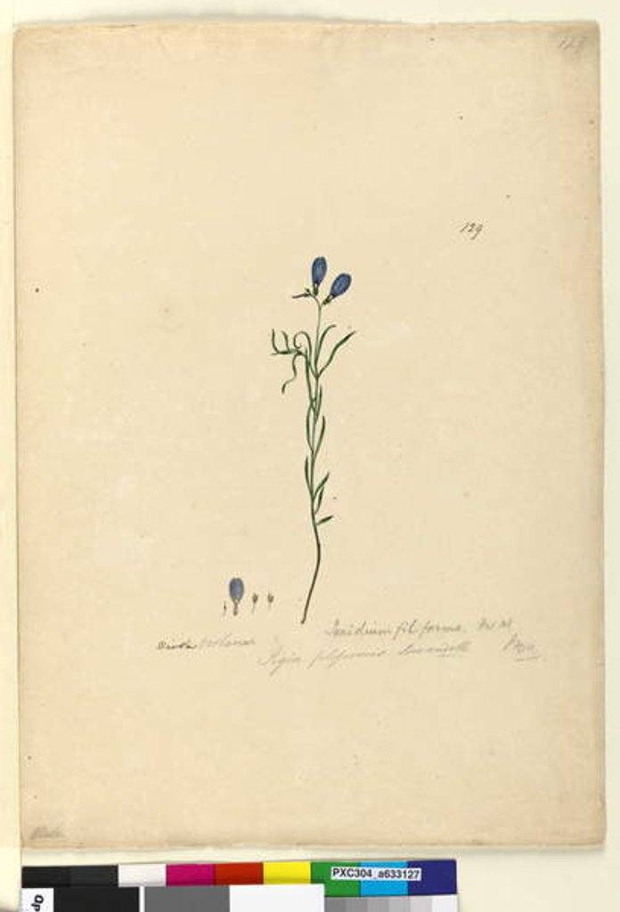 Detail of Page 129. Ionidium filiforme, c.1803-06 by John William Lewin