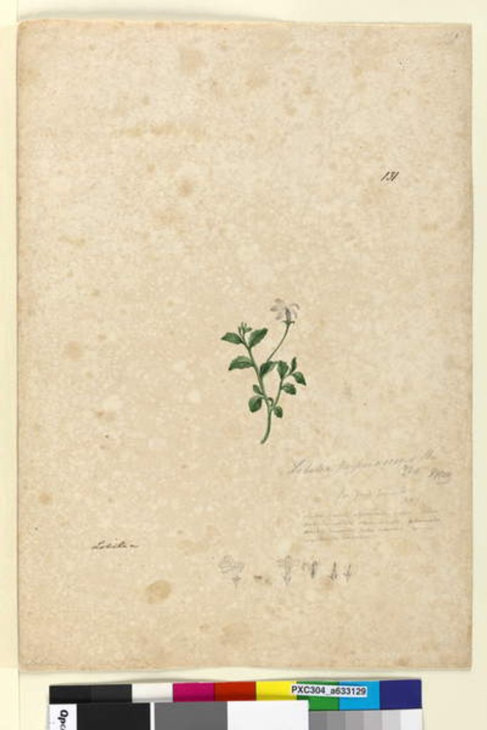 Detail of Page 131. Lobelia purpurascens, c.1803-06 by John William Lewin