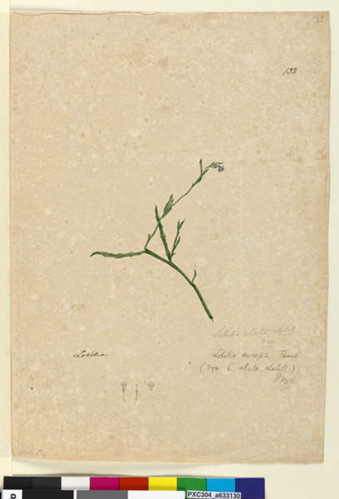 Detail of Page 132. Lobelia alata, c.1803-06 by John William Lewin