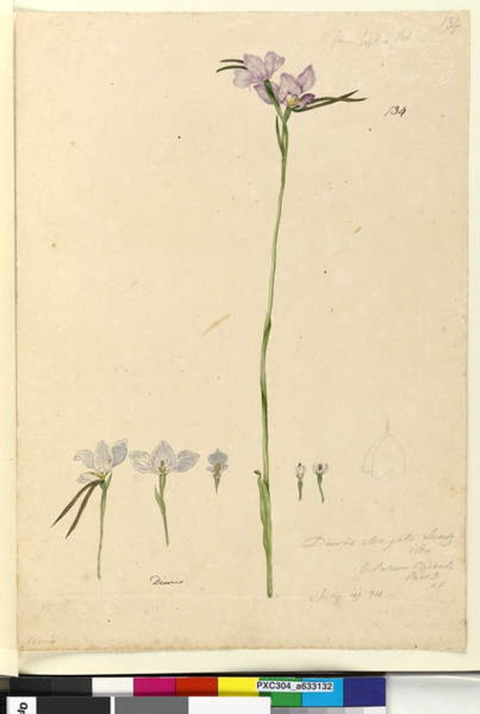 Detail of Page 134. Diuris elongata, c.1803-06 by John William Lewin