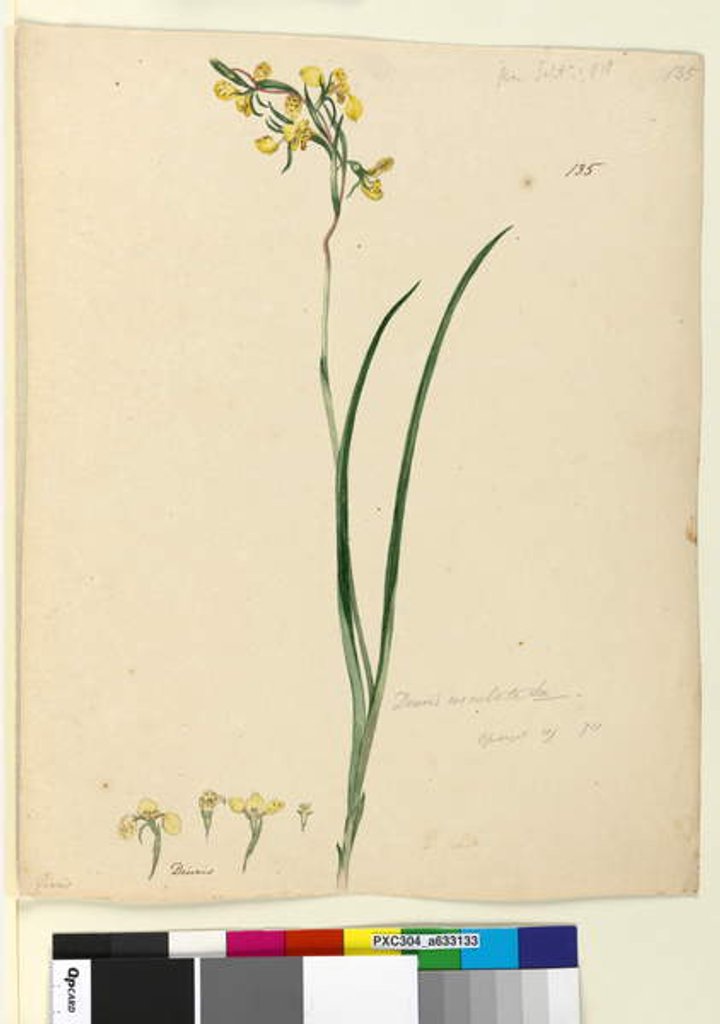 Detail of Page 135. Diuris maculata, c.1803-06 by John William Lewin