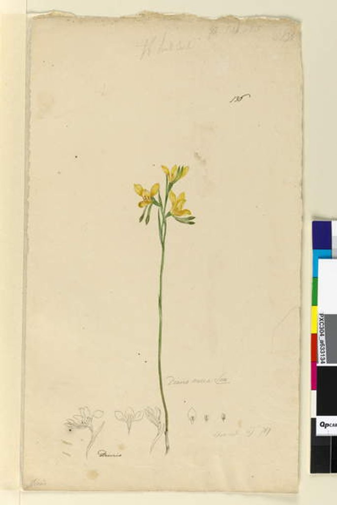Detail of Page 136. Diuris aurea, c.1803-06 by John William Lewin
