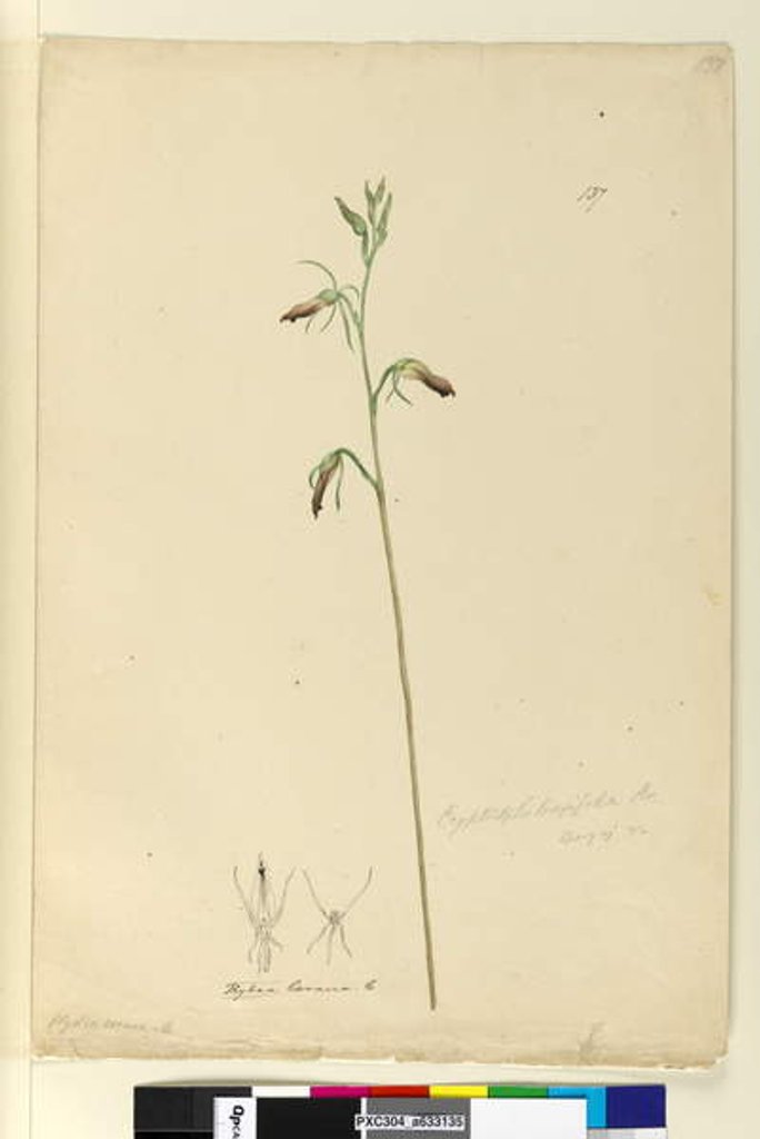 Detail of Page 137. Cryptostylis longifolia, c.1803-06 by John William Lewin