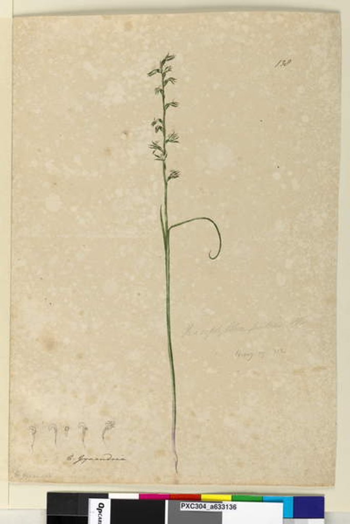 Detail of Page 138. Prasophyllum patens, c.1803-06 by John William Lewin