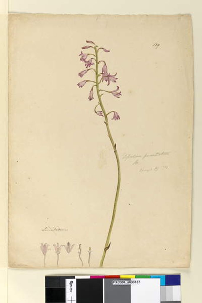 Detail of Page 139. Dipodium punctatum, c.1803-06 by John William Lewin