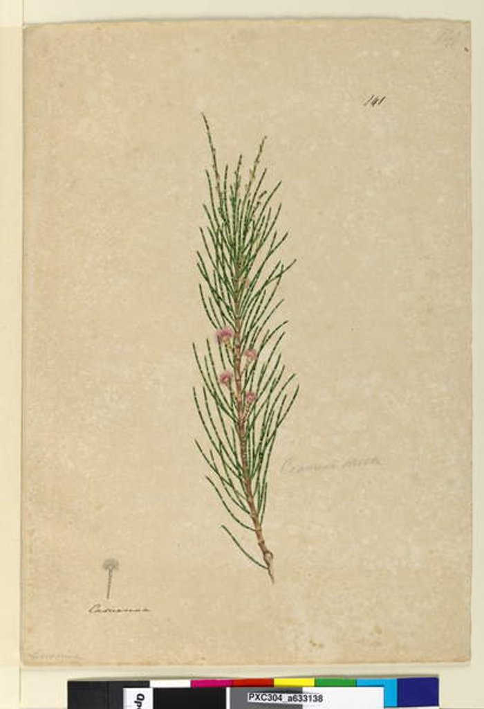 Detail of Page 141. Casuarina stricta/Allocasuarina verticillata, c.1803-06 by John William Lewin