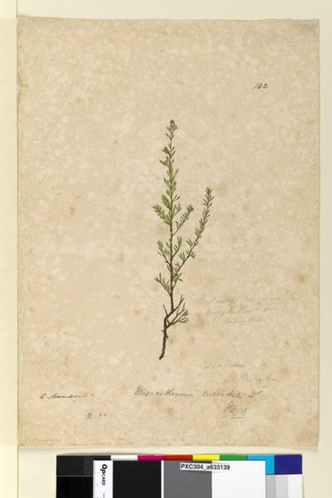 Detail of Page 142. Phyllanthus rivularis, c.1803-06 by John William Lewin