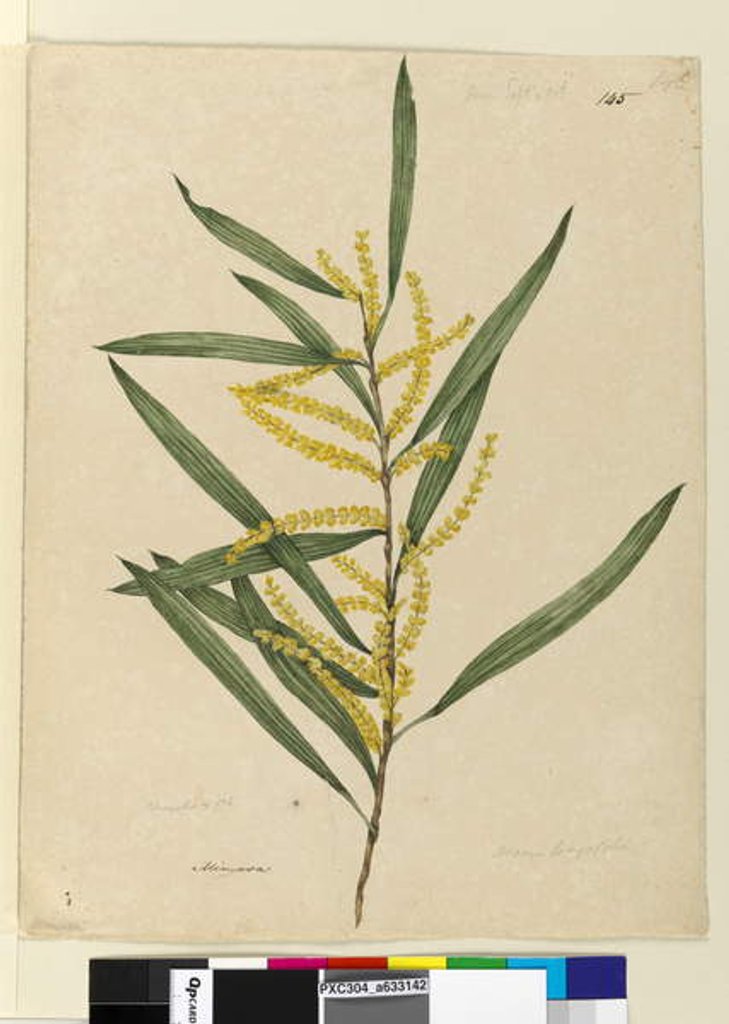 Detail of Page 145. Acacia longifolia, c.1803-06 by John William Lewin