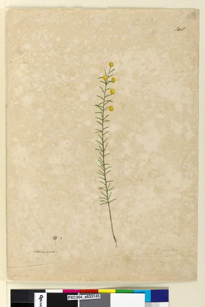 Detail of Page 148. Acacia aciculares, c.1803-06 by John William Lewin