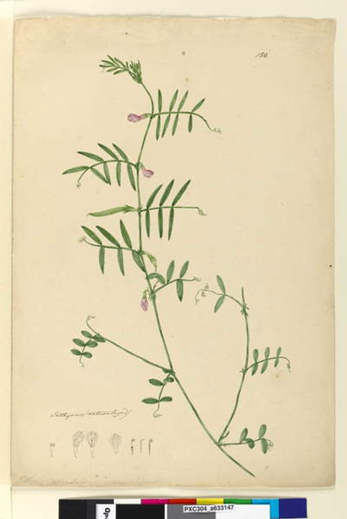 Detail of Page 150. Lathyrus, c.1803-06 by John William Lewin
