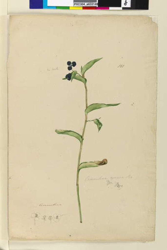 Detail of Page 151. Commelina cyanae, c.1803-06 by John William Lewin