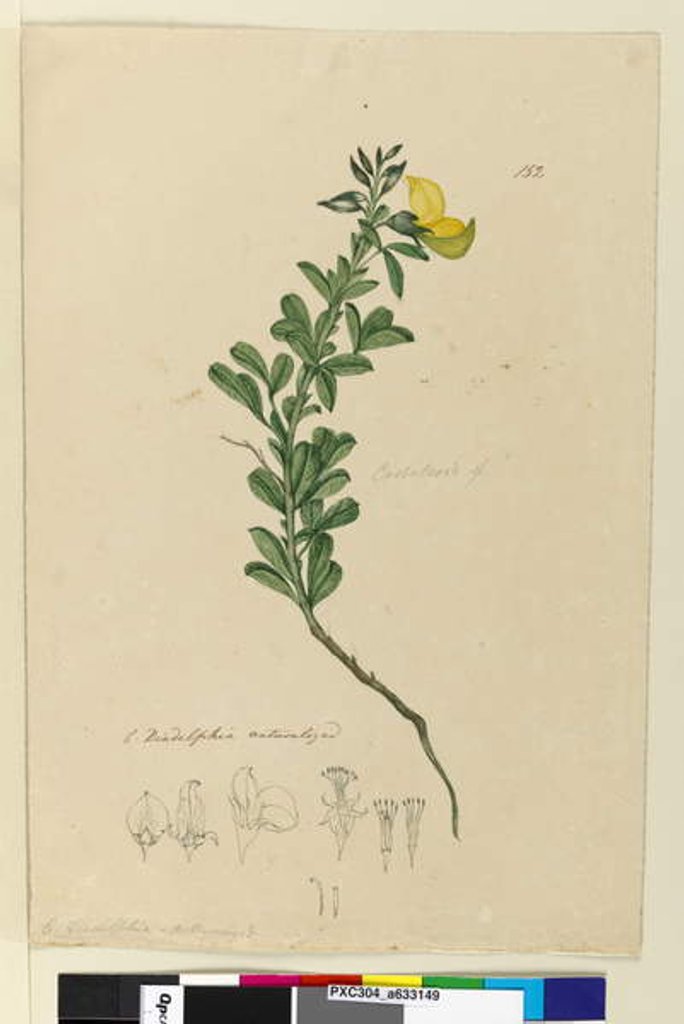 Detail of Page 152. C. Diadelphia naturalized, c.1803-06 by John William Lewin