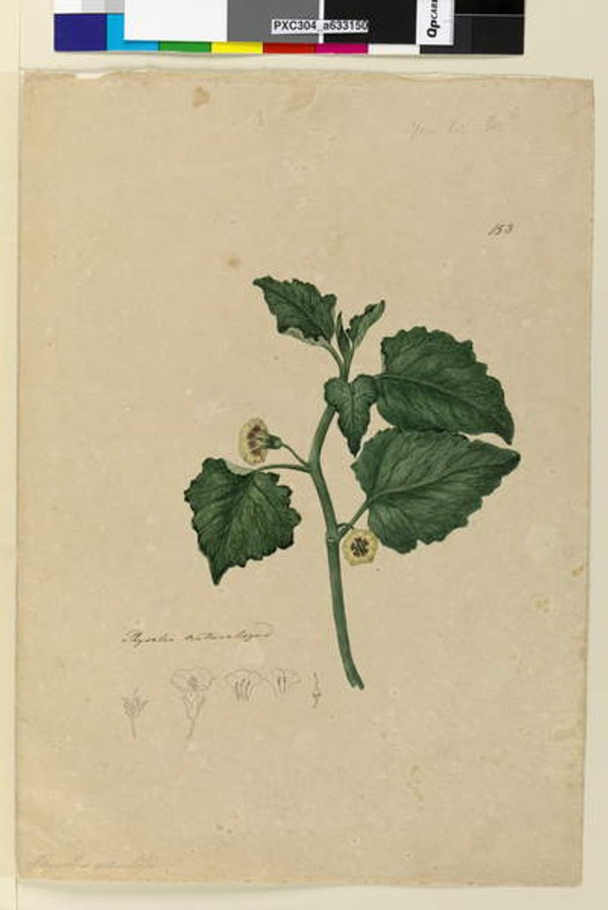 Detail of Page 153. Physalis naturalized, c.1803-06 by John William Lewin