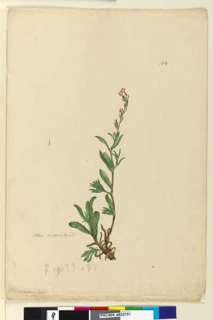 Detail of Page 154. Silene naturalized, c.1803-06 by John William Lewin
