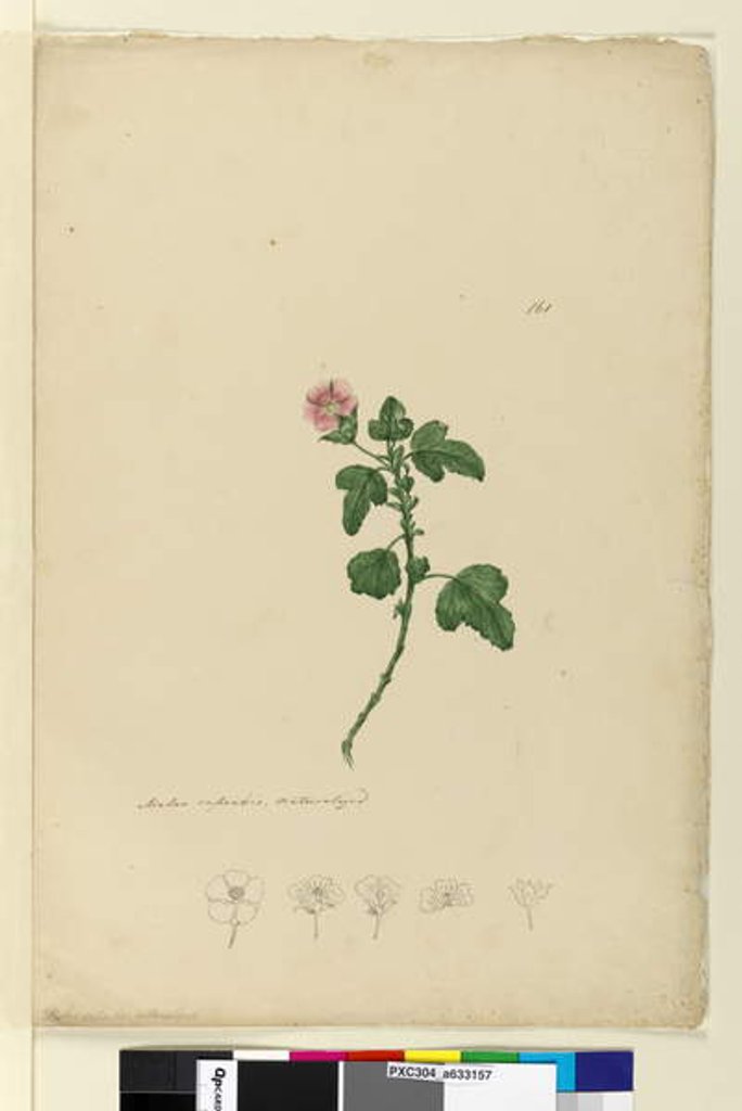 Detail of Page 161. Malva capensis, c.1803-06 by John William Lewin