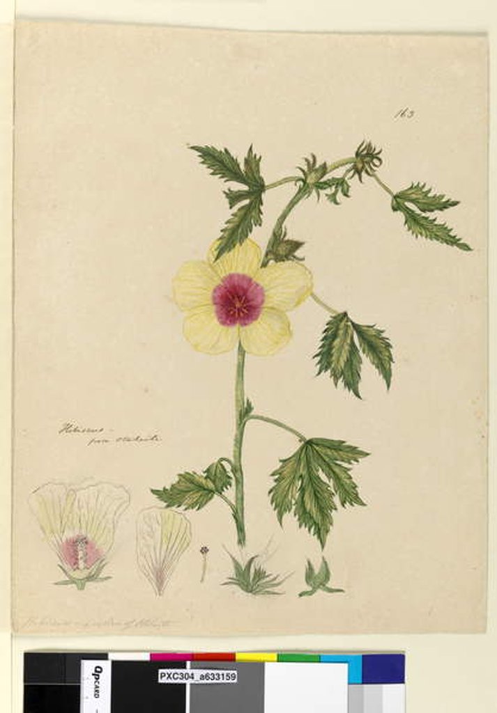 Detail of Page 163. Hibiscus, c.1803-06 by John William Lewin