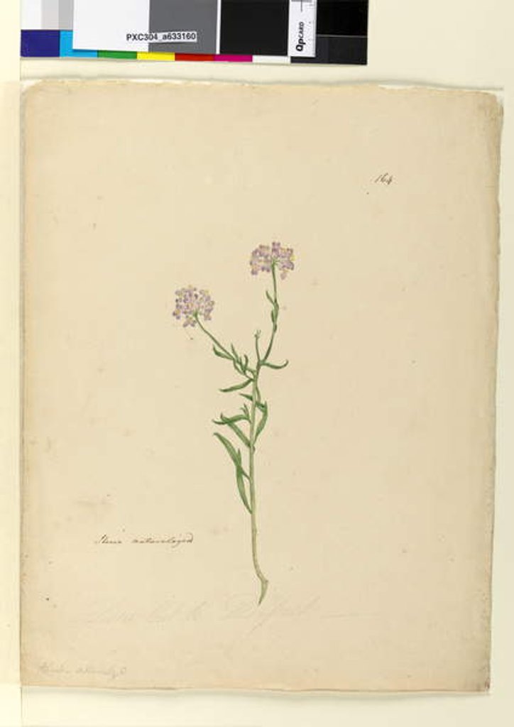 Detail of Page 164. Iberis naturalized, c.1803-06 by John William Lewin