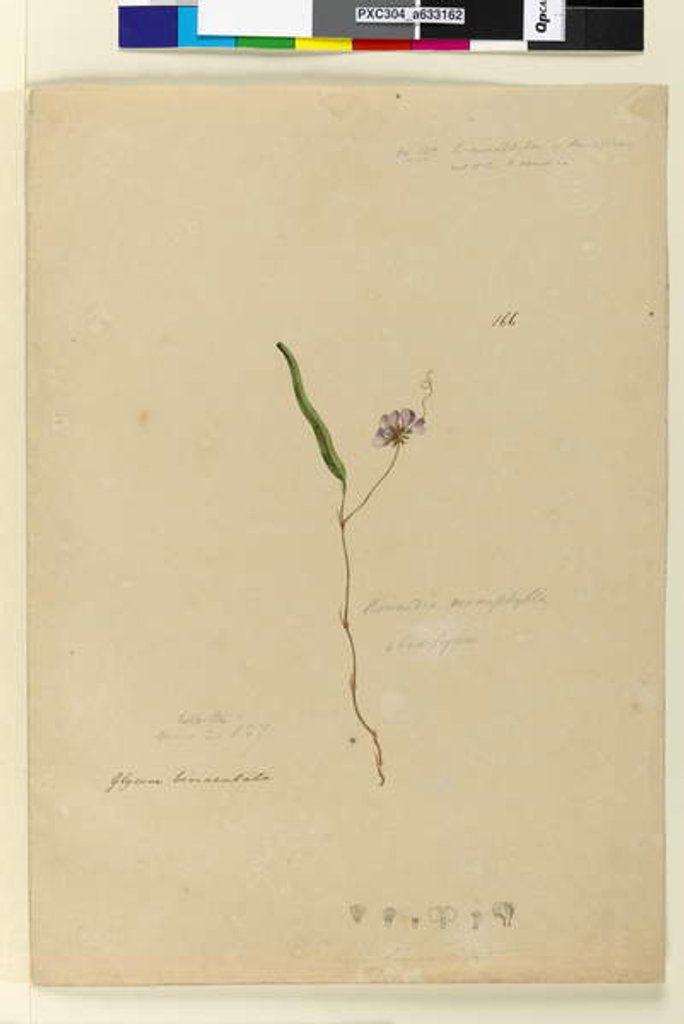 Detail of Page 166. Kennedia monophylla/Hardenbergia violacea, c.1803-06 by John William Lewin