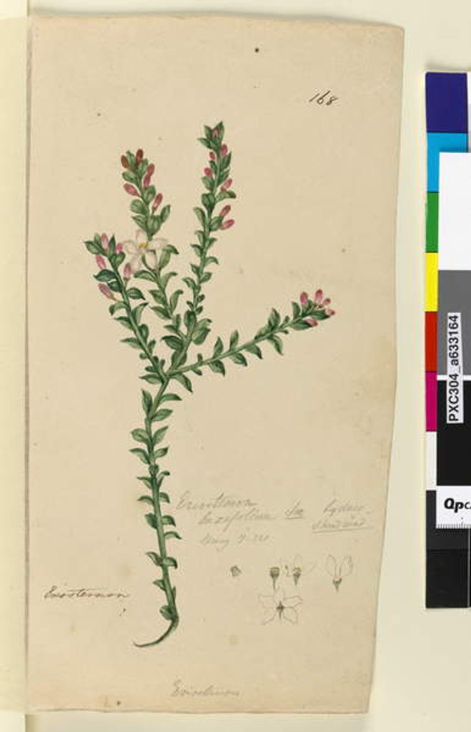 Detail of Page 168. Eriostemon buxifolium, c.1803-06 by John William Lewin
