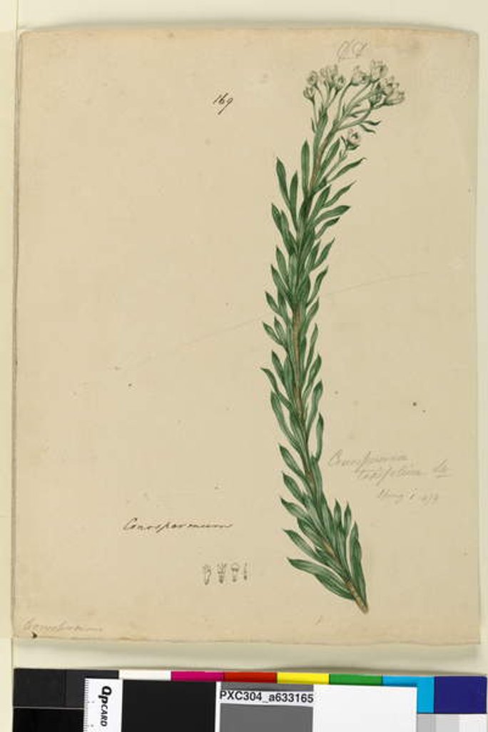 Detail of Page 169. Conospermum taxifolium, c.1803-06 by John William Lewin