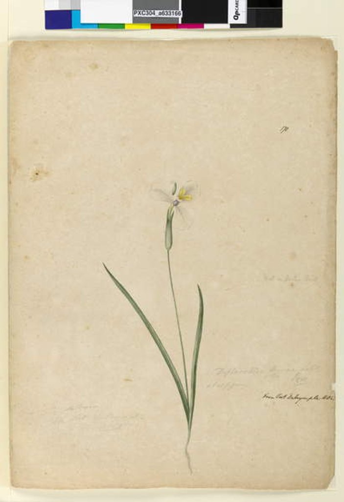 Detail of Page 170. Diplarrhena moraea, c.1803-06 by John William Lewin
