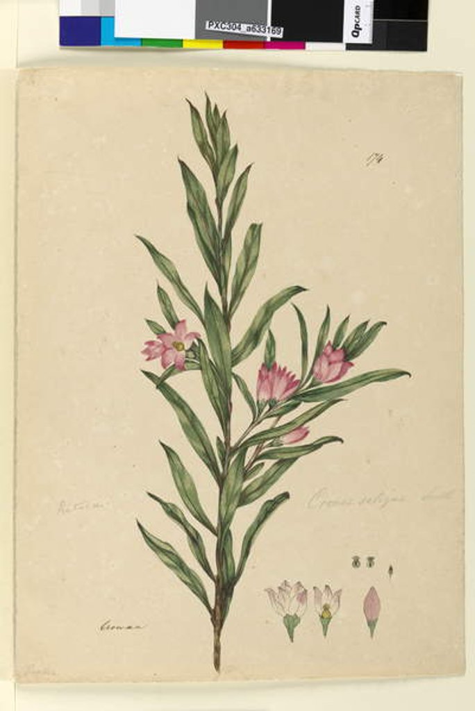 Detail of Page 174. Crowea saligna, c.1803-06 by John William Lewin