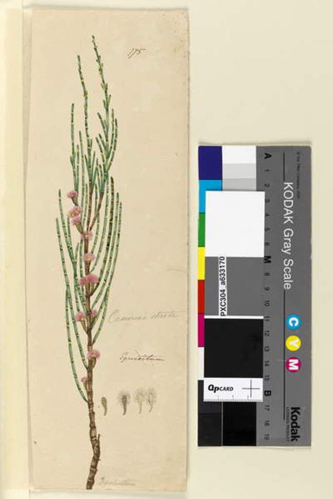 Detail of Page 175. Casuarina stricta/Allocasuarina verticillata, c.1803-06 by John William Lewin