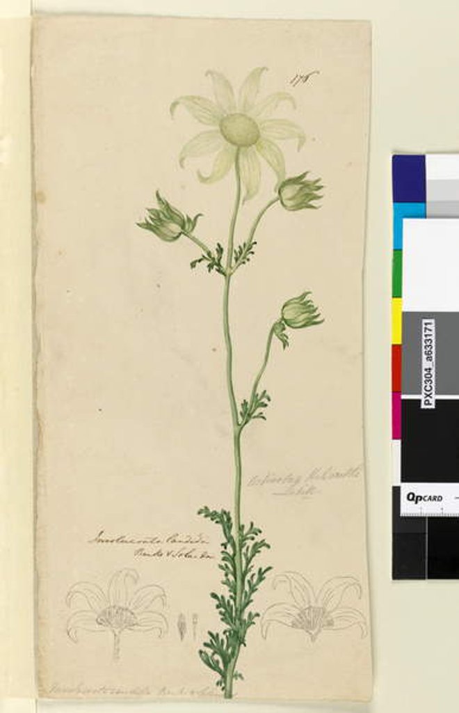 Detail of Page 176. Actinotus Helianthe, c.1803-06 by John William Lewin