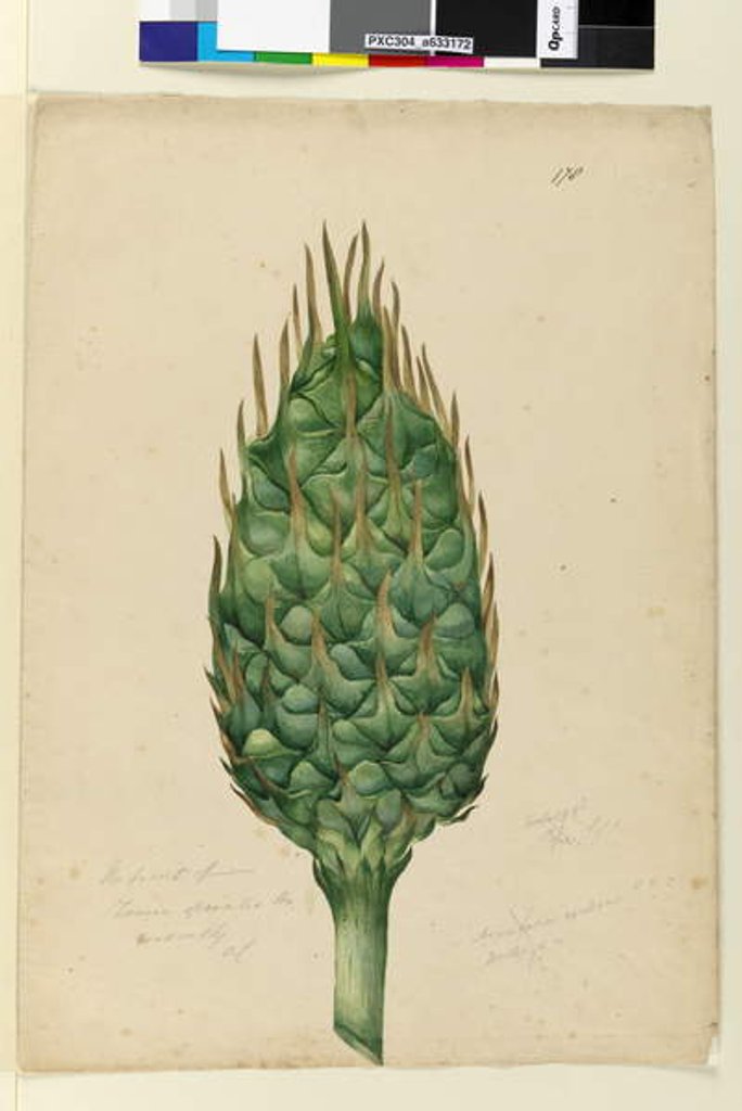 Detail of Page 178. The fruit of Zamia spiralis, c.1803-06 by John William Lewin