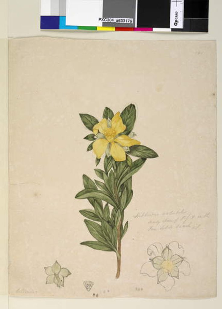 Detail of Page 181. Hibbertia volubilis/Hibbertia scandens, c.1803-06 by John William Lewin