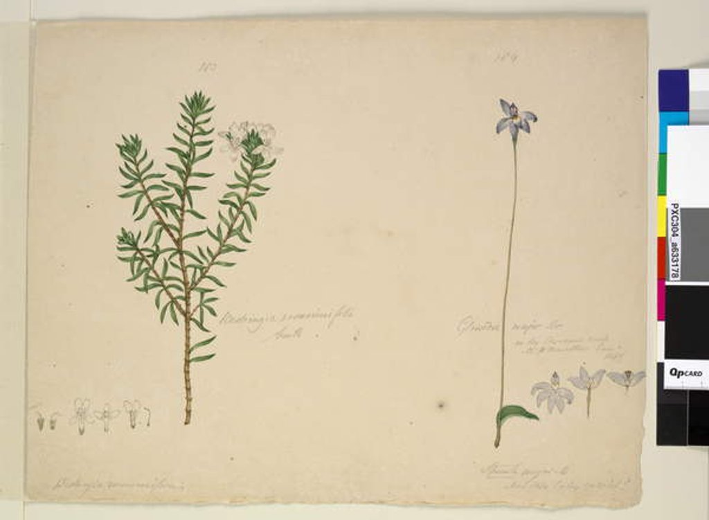 Detail of Page 183. Westringia rosmarinifolia/Westringia fruiticosa; 184. Glossodia major, c.1803-06 by John William Lewin
