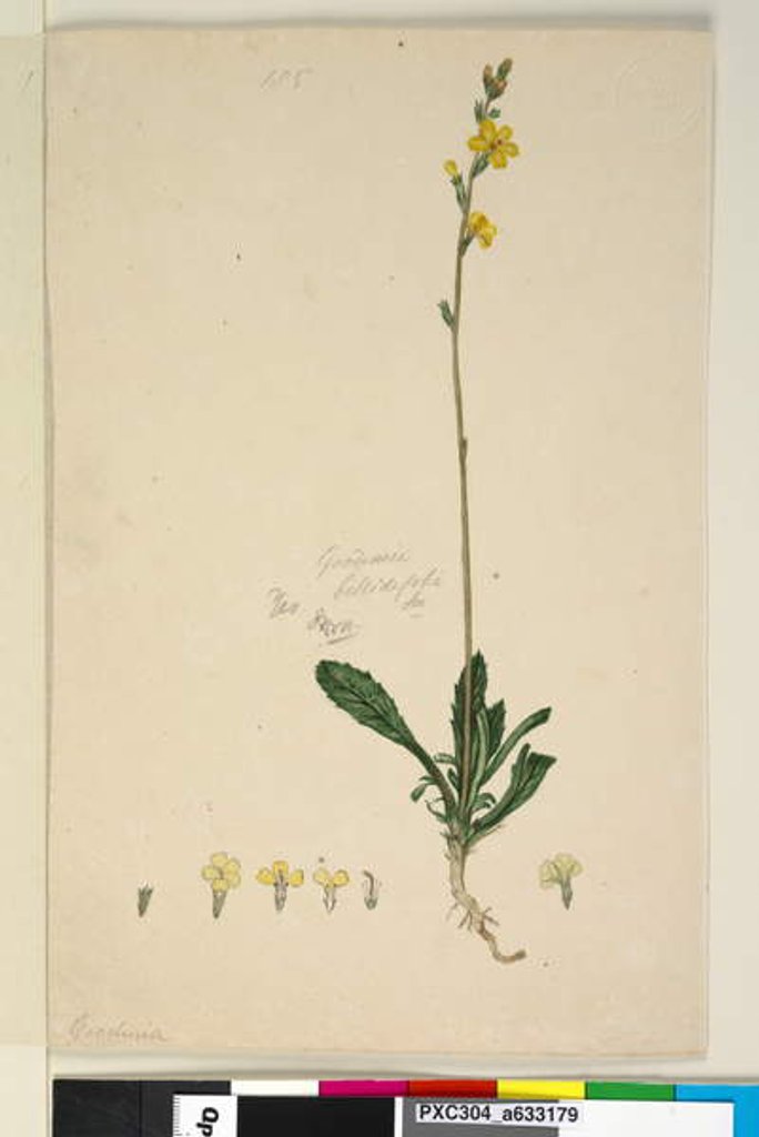 Detail of Page 185. Goodenia bellidifolia, c.1803-06 by John William Lewin