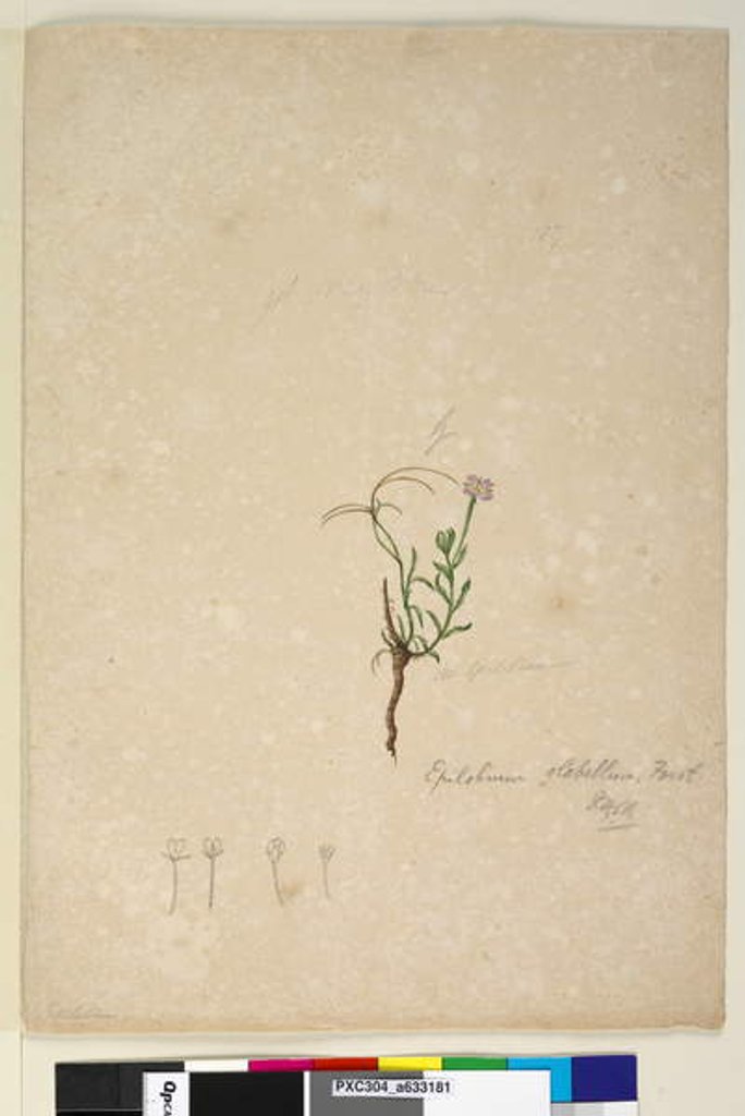 Detail of Page 187. Epilobium glabellum, c.1803-06 by John William Lewin