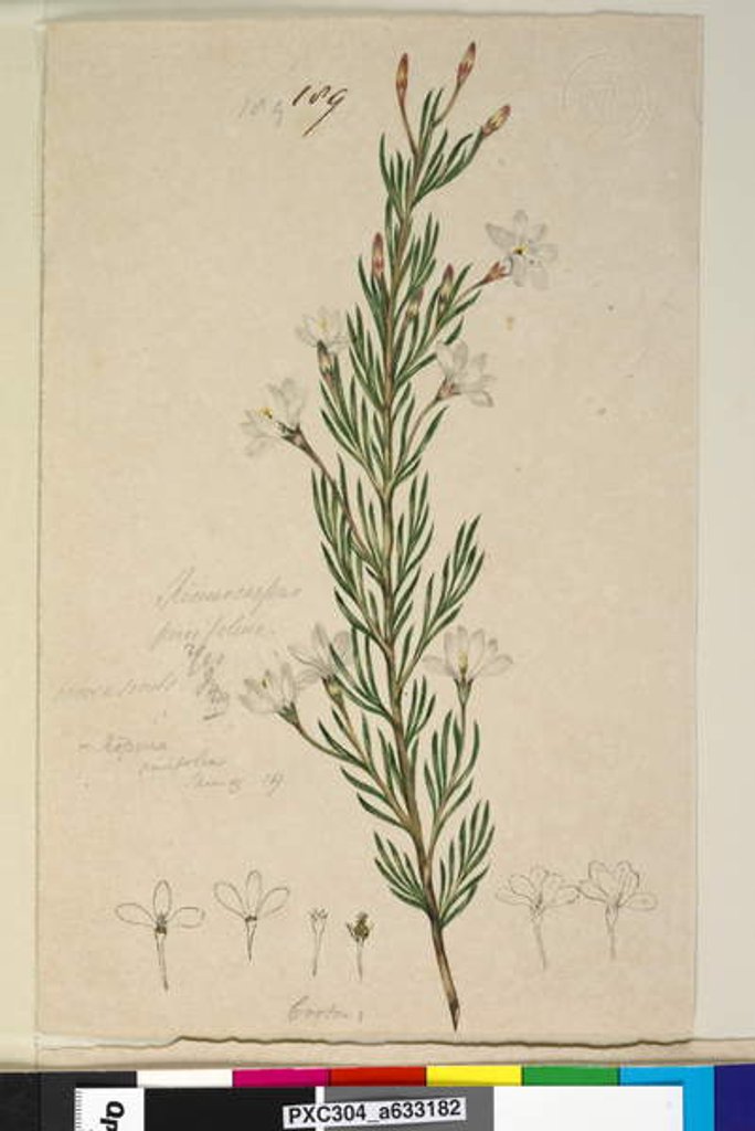 Detail of Page 189. Ricinocarpus pinifolius, c.1803-06 by John William Lewin
