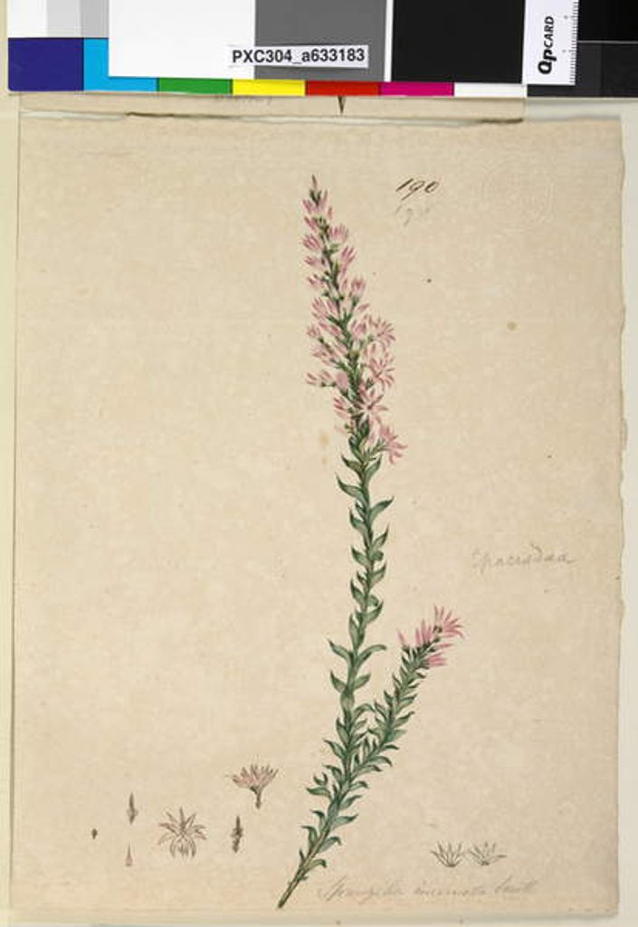 Detail of Page 190. Sprengelia incarnata, c.1803-06 by John William Lewin