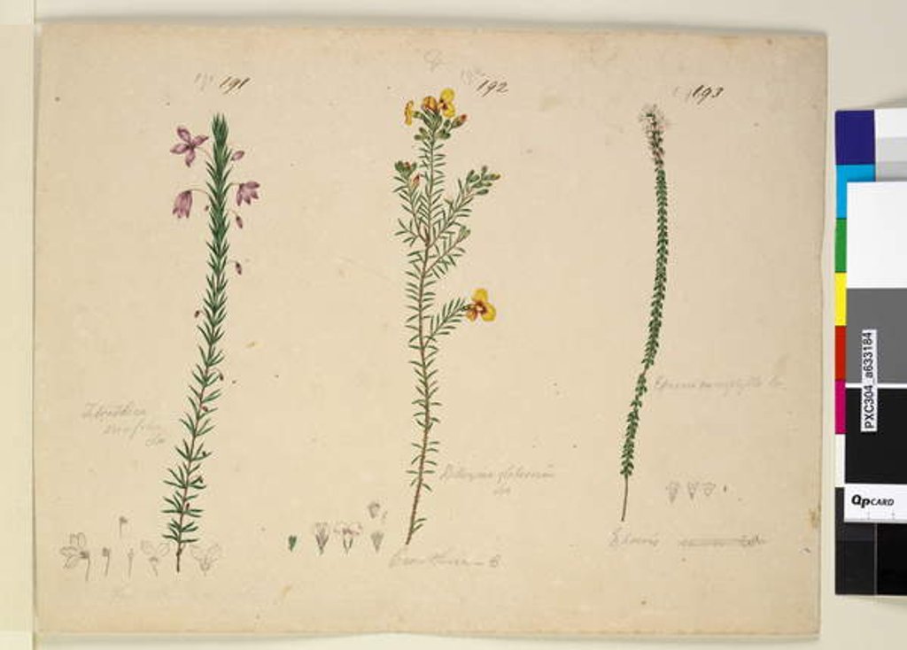 Detail of Page 191. Tetratheca ericifolia; 192. Dillwynia glaberrima; 193. Epacris microphylla, c.1803-06 by John William Lewin