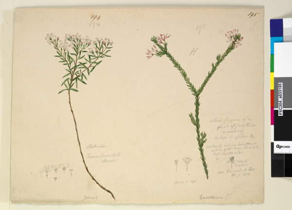 Detail of Page 194. Zieria lanceolata/Zieria smithii; 195. A bad figure of a species of Calythrix..., c.1803-06 by John William Lewin
