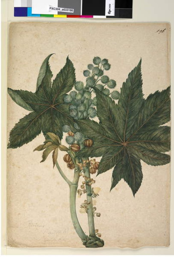 Detail of Page 196. Ricinus communis, c.1803-06 by John William Lewin